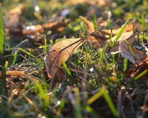 Preview wallpaper leaf, grass, dry, macro