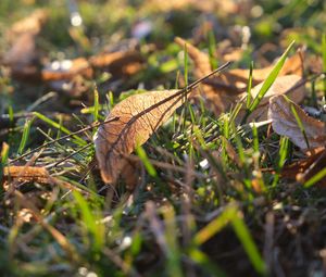 Preview wallpaper leaf, grass, dry, macro