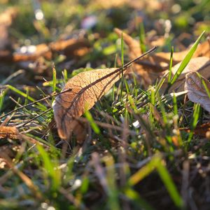 Preview wallpaper leaf, grass, dry, macro