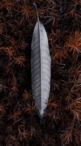 Preview wallpaper leaf, grass, gray, nature