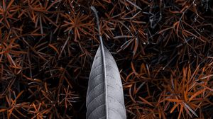Preview wallpaper leaf, grass, gray, nature