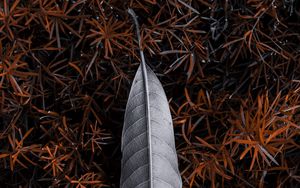 Preview wallpaper leaf, grass, gray, nature