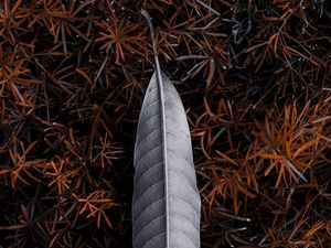 Preview wallpaper leaf, grass, gray, nature