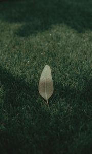 Preview wallpaper leaf, grass, lawn, green, macro