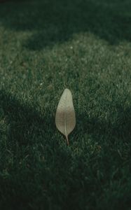 Preview wallpaper leaf, grass, lawn, green, macro