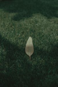Preview wallpaper leaf, grass, lawn, green, macro