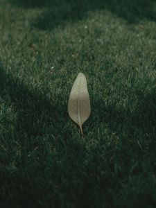 Preview wallpaper leaf, grass, lawn, green, macro