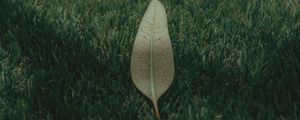 Preview wallpaper leaf, grass, lawn, green, macro