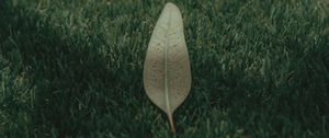Preview wallpaper leaf, grass, lawn, green, macro