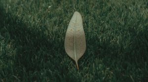 Preview wallpaper leaf, grass, lawn, green, macro