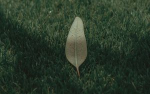 Preview wallpaper leaf, grass, lawn, green, macro