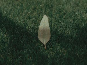 Preview wallpaper leaf, grass, lawn, green, macro