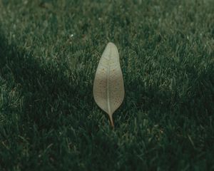 Preview wallpaper leaf, grass, lawn, green, macro