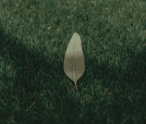 Preview wallpaper leaf, grass, lawn, green, macro