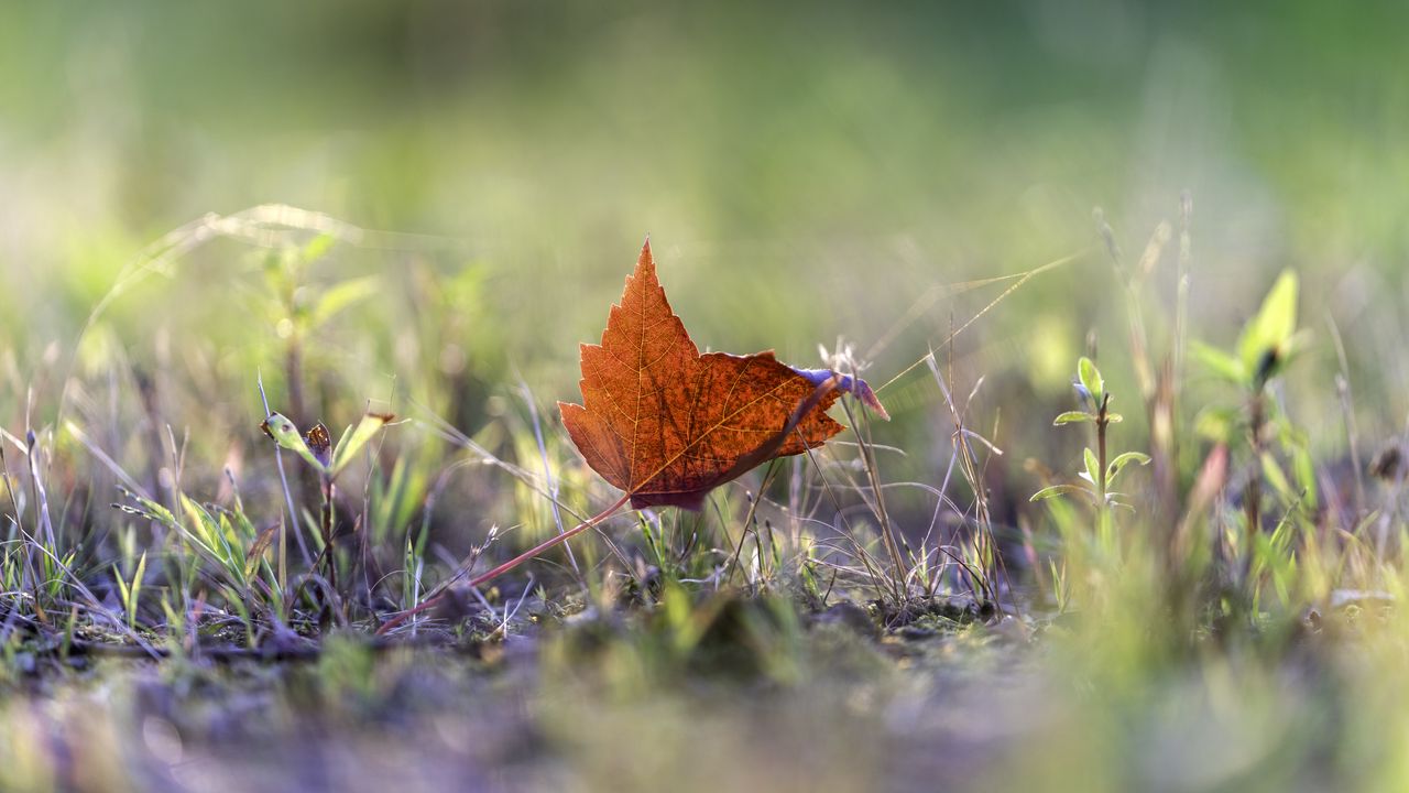 Wallpaper leaf, grass, macro, autumn, blur