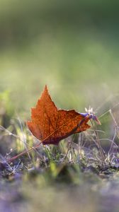 Preview wallpaper leaf, grass, macro, autumn, blur