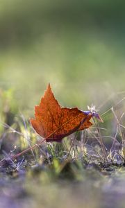 Preview wallpaper leaf, grass, macro, autumn, blur