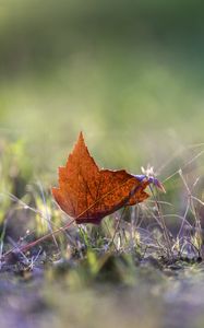 Preview wallpaper leaf, grass, macro, autumn, blur