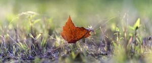 Preview wallpaper leaf, grass, macro, autumn, blur