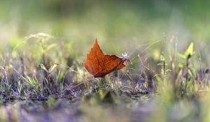 Preview wallpaper leaf, grass, macro, autumn, blur