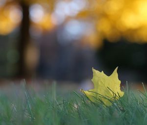 Preview wallpaper leaf, grass, macro, autumn