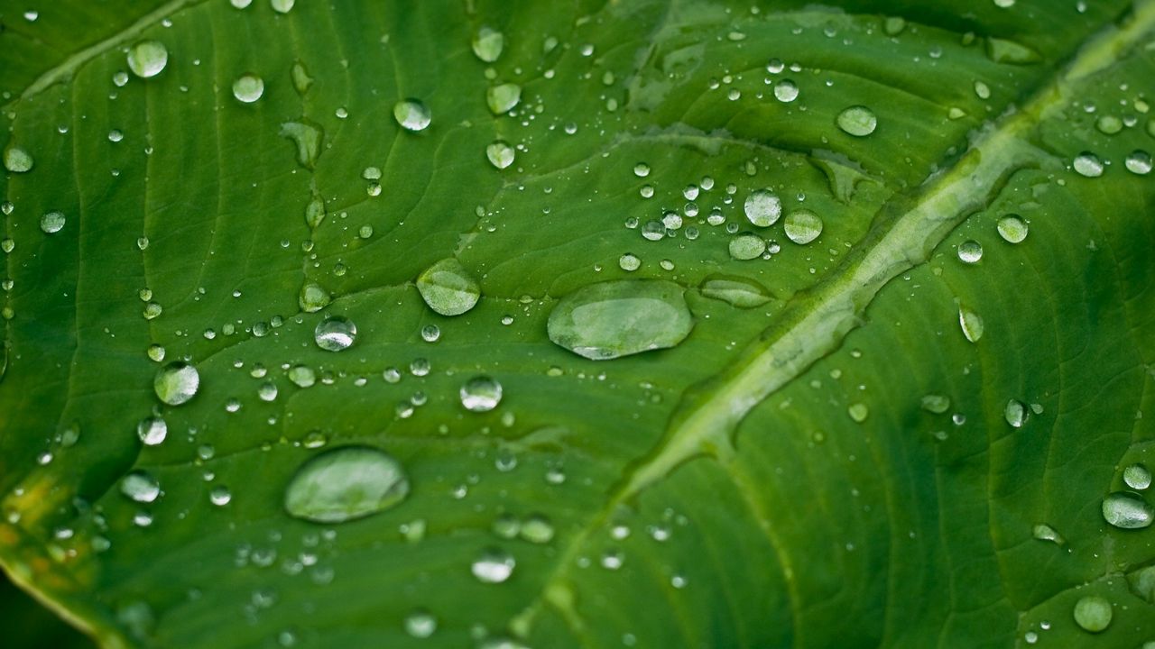 Wallpaper leaf, grass, plants, drops, dew
