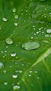 Preview wallpaper leaf, grass, plants, drops, dew