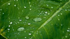 Preview wallpaper leaf, grass, plants, drops, dew