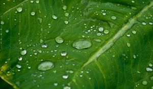 Preview wallpaper leaf, grass, plants, drops, dew