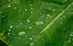 Preview wallpaper leaf, grass, plants, drops, dew