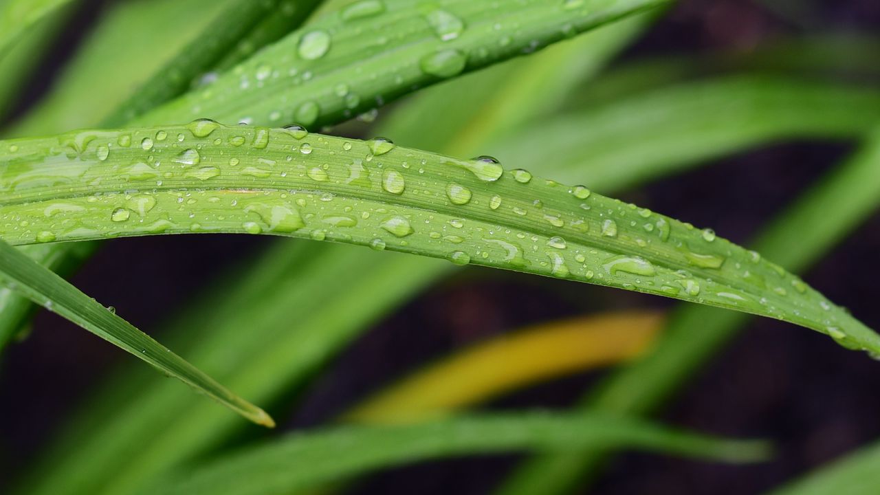 Wallpaper leaf, grass, rain, drops, macro