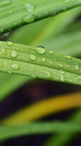 Preview wallpaper leaf, grass, rain, drops, macro