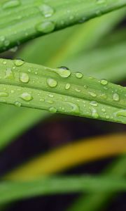 Preview wallpaper leaf, grass, rain, drops, macro