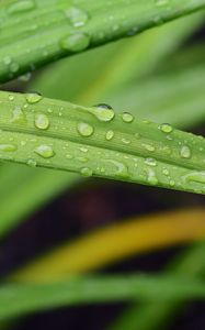 Preview wallpaper leaf, grass, rain, drops, macro