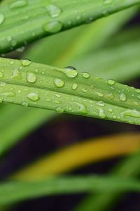 Preview wallpaper leaf, grass, rain, drops, macro