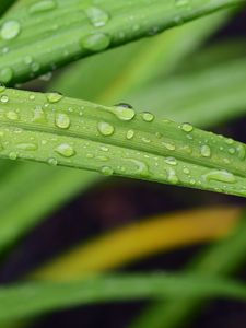 Preview wallpaper leaf, grass, rain, drops, macro