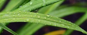 Preview wallpaper leaf, grass, rain, drops, macro