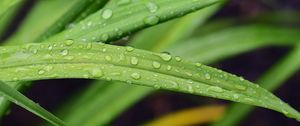 Preview wallpaper leaf, grass, rain, drops, macro