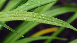 Preview wallpaper leaf, grass, rain, drops, macro