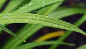 Preview wallpaper leaf, grass, rain, drops, macro