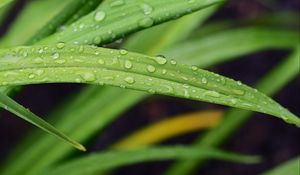 Preview wallpaper leaf, grass, rain, drops, macro
