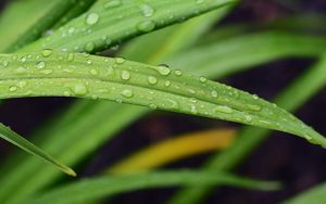 Preview wallpaper leaf, grass, rain, drops, macro