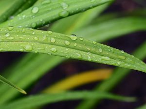 Preview wallpaper leaf, grass, rain, drops, macro
