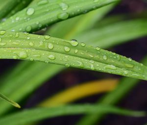 Preview wallpaper leaf, grass, rain, drops, macro