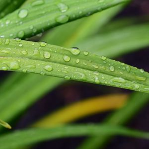 Preview wallpaper leaf, grass, rain, drops, macro