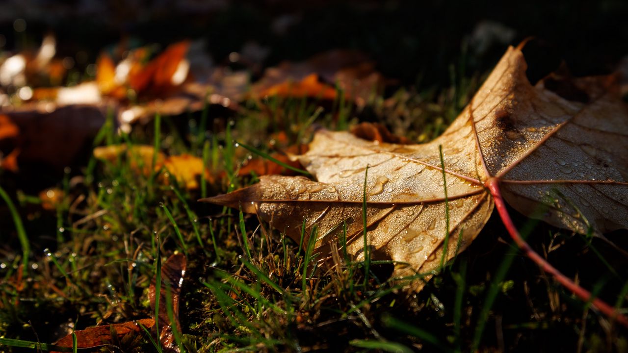 Wallpaper leaf, grass, wet, macro, autumn