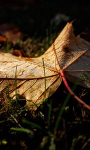 Preview wallpaper leaf, grass, wet, macro, autumn