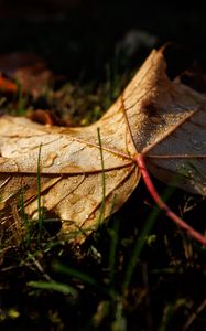 Preview wallpaper leaf, grass, wet, macro, autumn