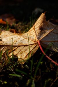 Preview wallpaper leaf, grass, wet, macro, autumn