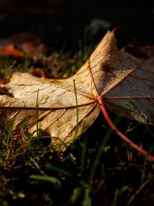 Preview wallpaper leaf, grass, wet, macro, autumn